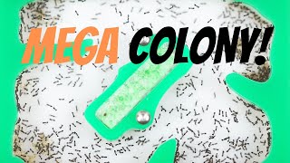 Moving A 4,000 Ant Mega Colony Into Their New Nest