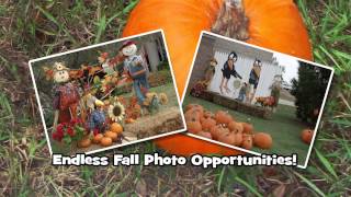 DRI PUMPKIN PATCH 2014