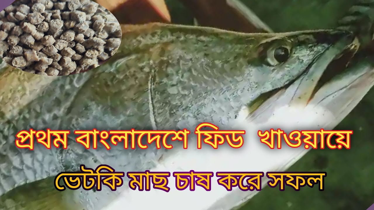 ফিড খাওয়ায়ে ভেটকি মাছ চাষ,,