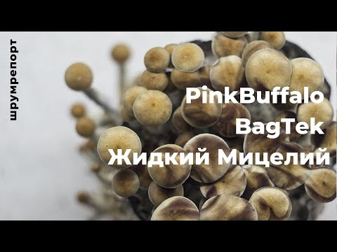 Шрум репорт: PinkBuffalo | BagTek | Жидкий Мицелий