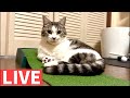 猫のライブ配信というなのしゃべくり