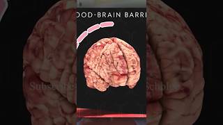 Brainrot Explained Science Approach