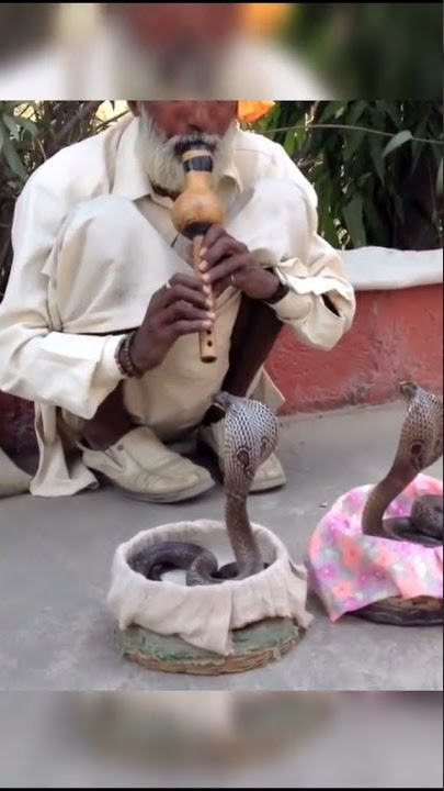 Ini Rahasia ular cobra tenang di mainkan trompet || #shorts #videoshorts