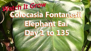 Beautiful Black Stems Stand 5 Feet Tall | Colocasia Fontanesii is a Majestic Elephant Ears Plant