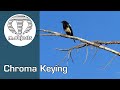 Chroma Keying mit m.objects