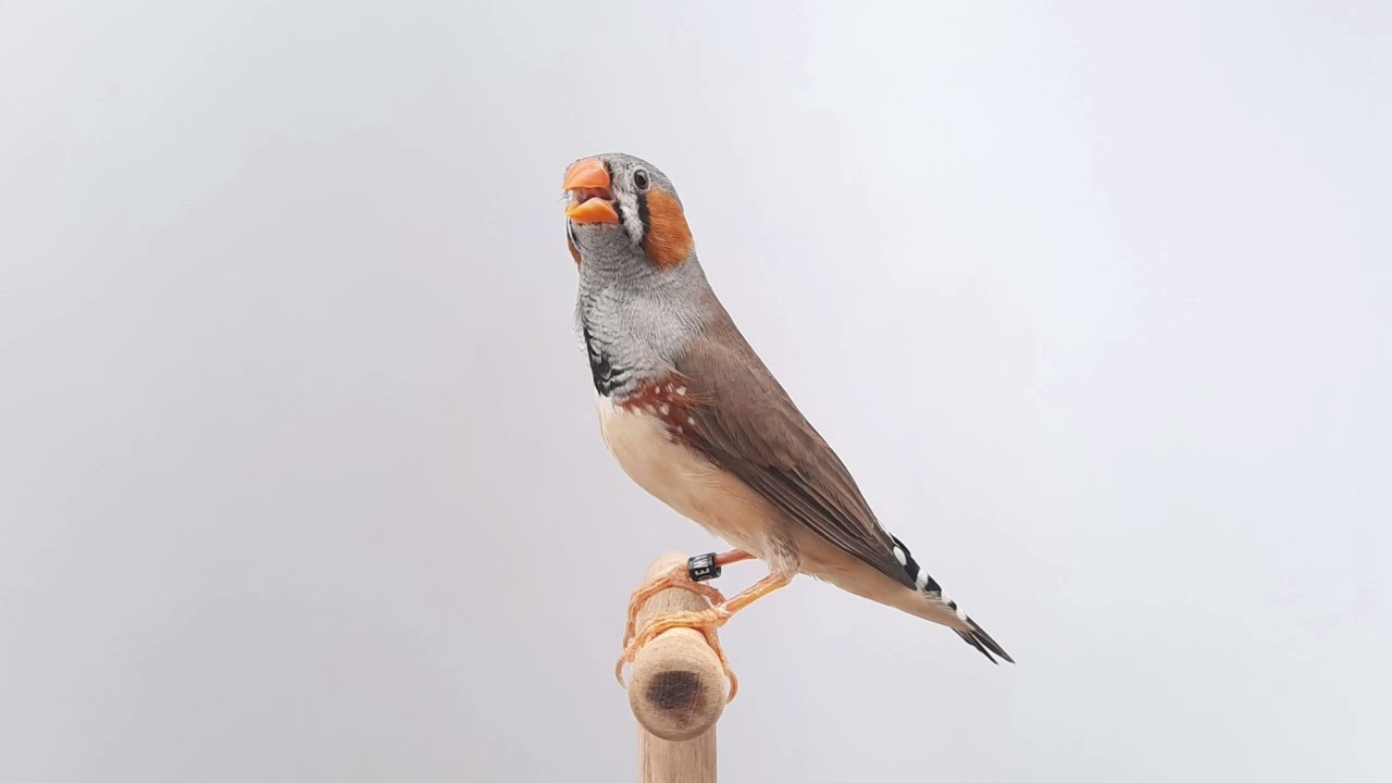 Masteran burung Zebra Finch suara jernih