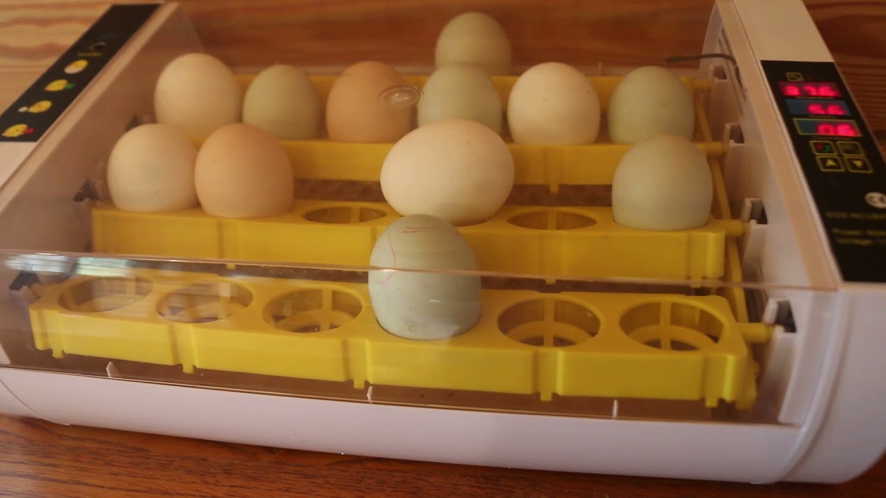 24 egg incubator in operation!! - YouTube