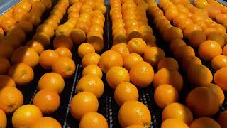 Celebrity World's Juiciest Orange🍊 Wealth