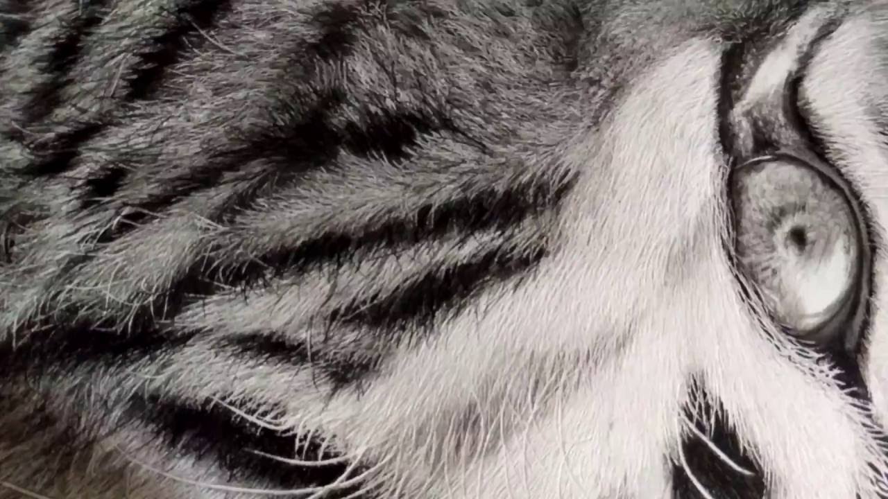 Tiger Face Pencil Drawing Work In Progress Youtube
