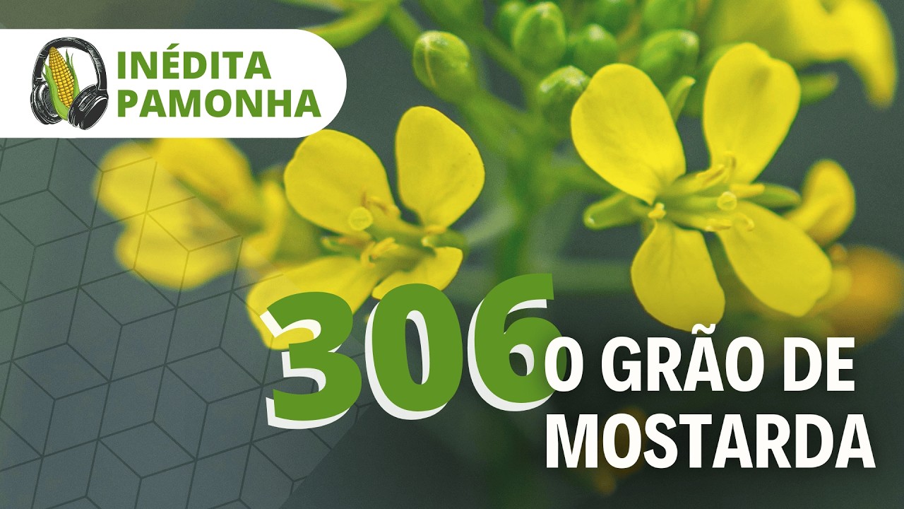 Inédita Pamonha 306 - O Grão de Mostarda