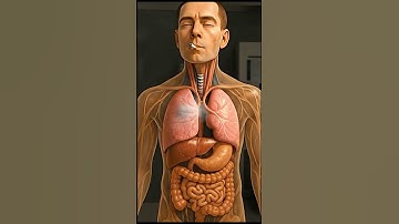 Inside the Human Body When You Smoke | 3D Medical Animation (Hospital Lab)