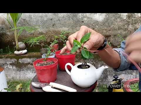Video Buồn thiệt chứ, chơi cây mini, cây con mà kêu là rác... - youtube