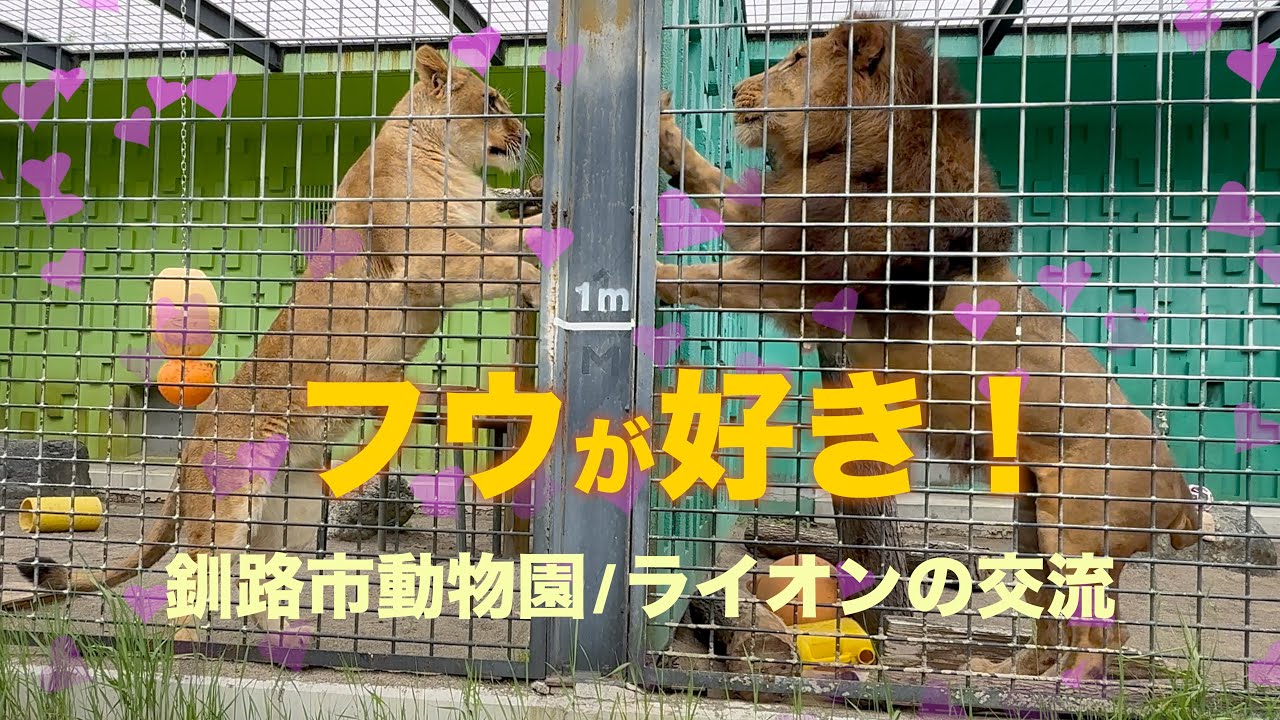 【釧路市動物園】2歳のフウに恋する12歳のゆうひ？フェンス越しの"カシャカシャ"交流がかわいすぎる！