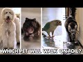 Foil Challenge! Which Pets Will Walk On Foil? Dog, Hamster, Bird and Cats