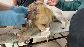 Пёс затих когда понял, что врачи хотят ему помочь