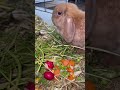 Rabbit🐰#rabbit #bunny #bunnies #rabbitlife #cute #rabbitlove #pet #bunnylife #love #pets #animals