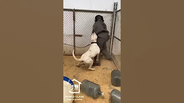 Dogo Argentino Olaf 