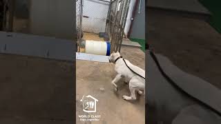 Dogo Argentino Olaf 💪🏽