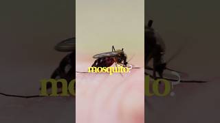 The Smallest Insect in the World Will Shock You!😱#insectfacts#wildlife #shorts #viral#2026