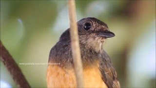 White-rumped shama story, HD wild nature footage เสียงนกกางเขนดงร้องในป่า