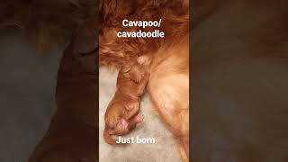 mother and babies first moment #firstfeed #cavapoos #puppies #cavadoodles #milkies