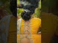 #trending blouse designs # short # video #ट्रेंडिंग ब्लाउज़ डिज़ाइन #