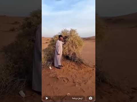 شجرة رمث ماشاء الله