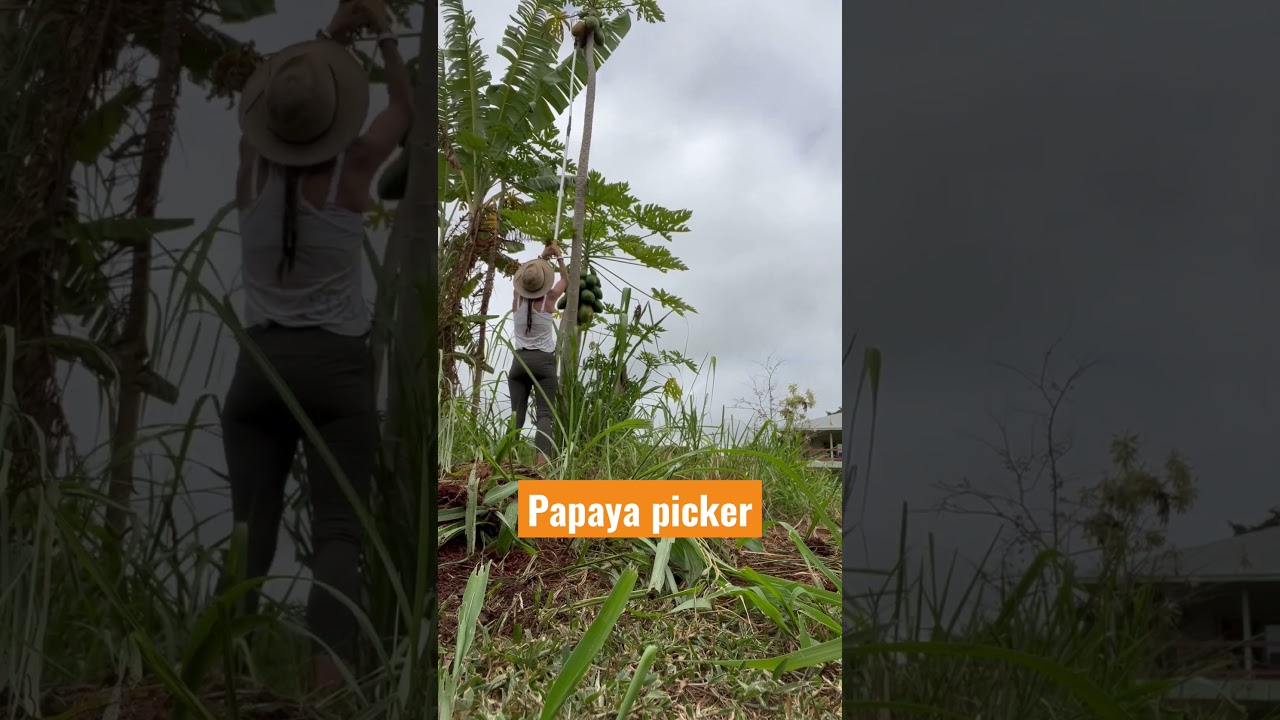 Harvesting papaya with a basket picker. The trees get pretty high.
