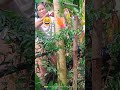 share it to you the benefits of papaya tree #digestion #antiinflammatory #hearthealth #gardening