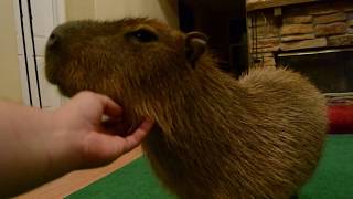 Late Night Capybara Petting (Part 2 Of 2)