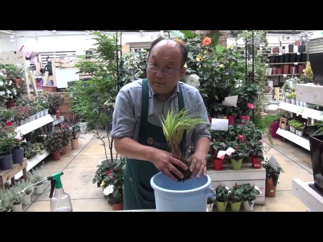 苔玉のメンテナンス - YouTube