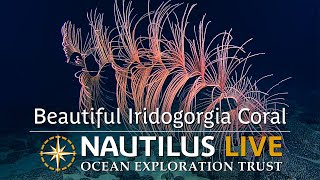 Beautiful Iridogorgia Coral Rises Meters From The Seafloor Nautilus Live