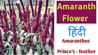 Amaranthus Plant | RAM DANA Plant care and  Growth | Flower plant | Plant Degree | Beautiful Flower