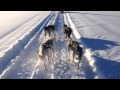 iPhone Failed at Extreme Cold - Dogsledding in Sweden