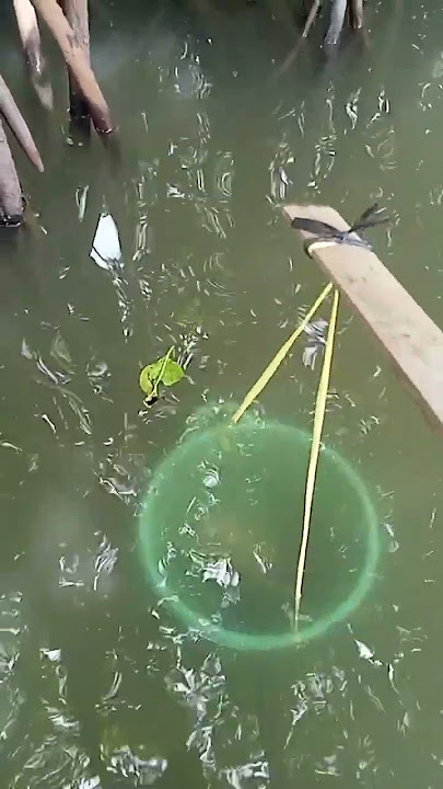mancing kepiting pake cepon