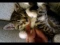 Sleepy sleepy sleepy kitten