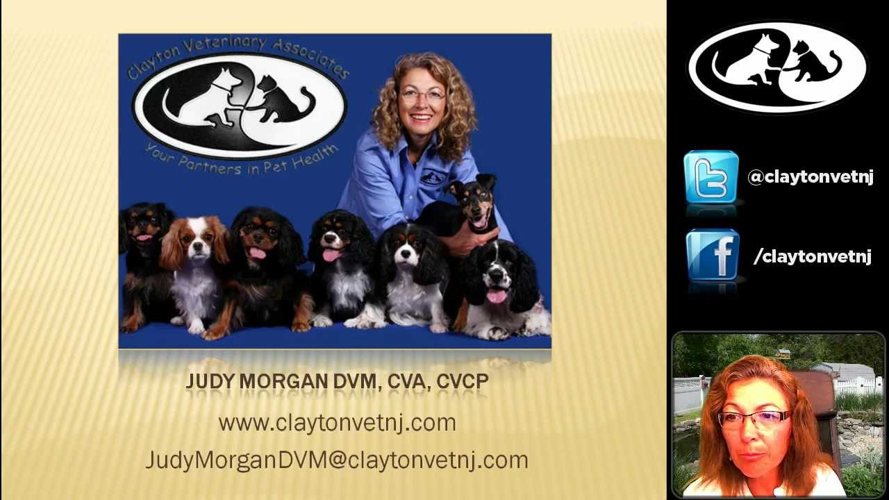 judy morgan vet