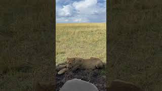 Lioness Yaya and grandcubs with wildebeest kill, Masai Mara, Kenya