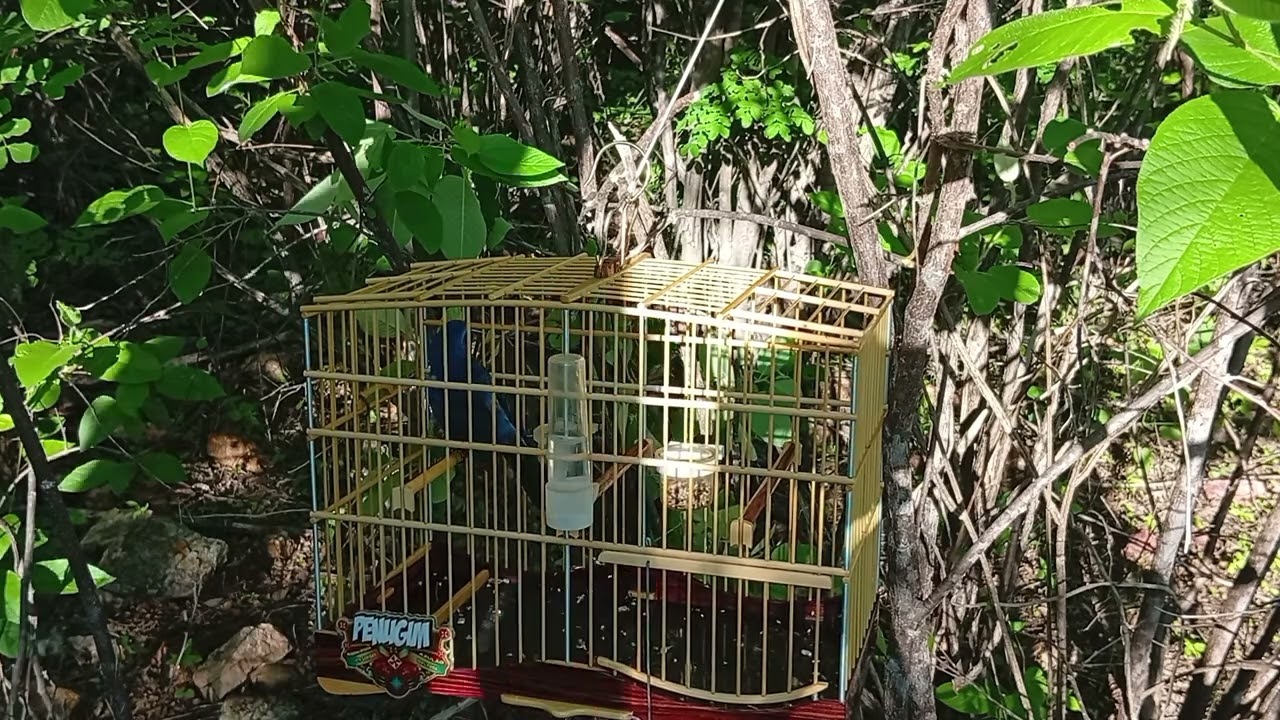 Azulão penugim na pegada