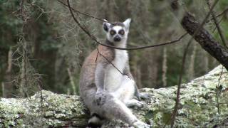 Ecology of St. Catherines Island