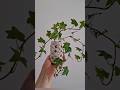 IVY PROPAGATION. THE EASIEST PLANT TO CARE #plants #propagation #ivy