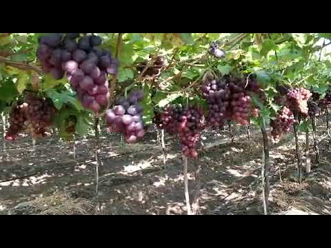 Flame Grapes