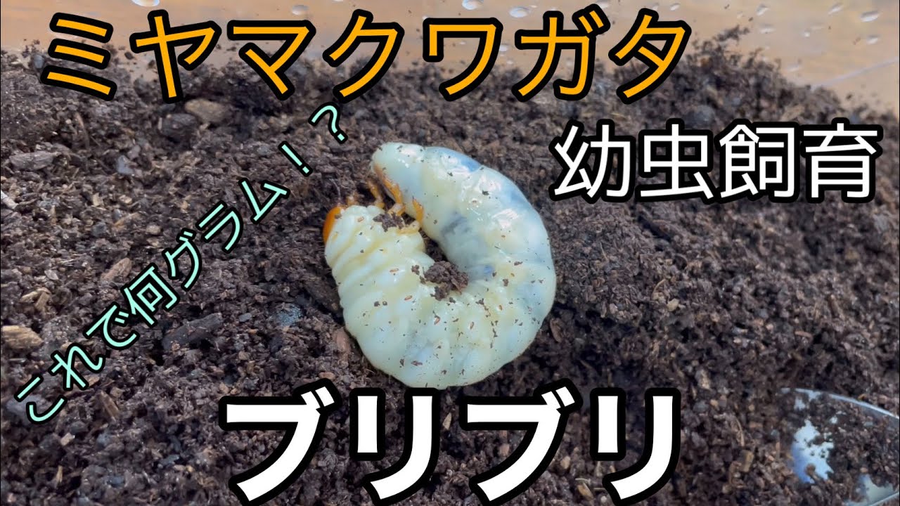 ミヤマクワガタ幼虫飼育！マット交換！ - YouTube