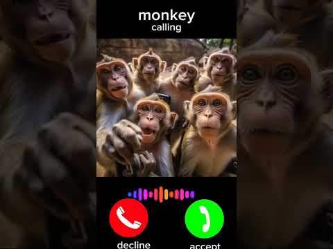 Ringtone Monkey Calling Shorts 