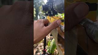 Nembak Hama Ayam Hutan