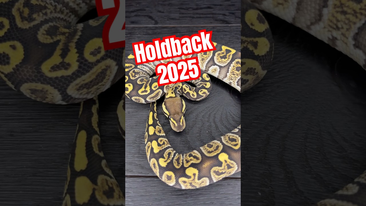 Ghi Fire Special het Clown nasz holdback z 2025 roku #ghi #clown #ballpython #special #fire