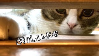 さみしくてママのお風呂上がりを扉の隙間から覗き見しちゃう猫
