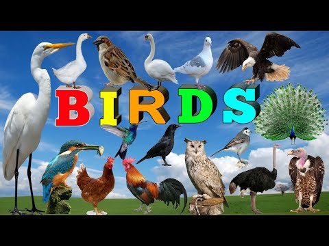 Birds name in english with spelling/पक्ष्यांची नावे मराठी आणि इंग्रजी/Learn birds name with spelling