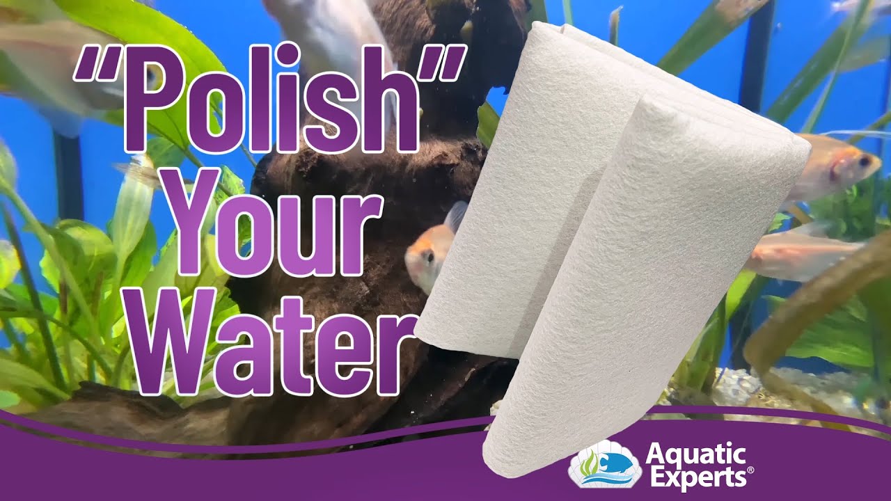 "POLISH" YOUR AQUARIUM YouTube