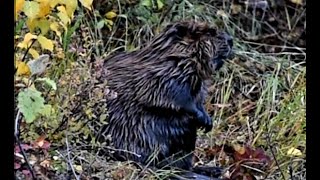 🎥 Rolll that beautiful beaver footage 🎥